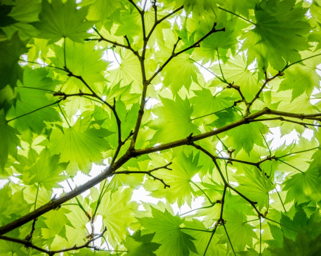 leafy branch